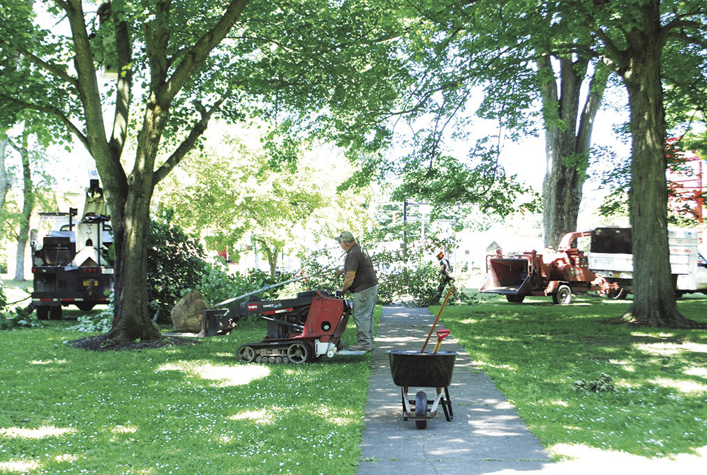 Tree cleanup in city park